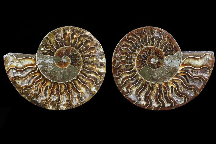 Cut & Polished Ammonite Fossil - Agatized #82320